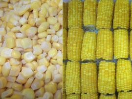 Sweet Corn